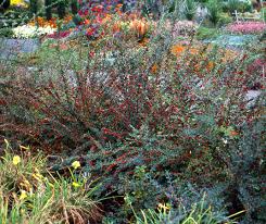 Image result for Distephanus divaricatus