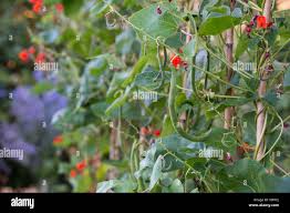 Image result for Indigofera brachynema