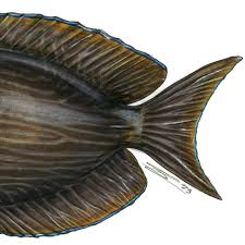 Image result for Oxyanthus strigosus