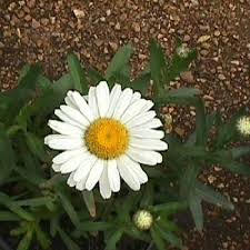 2dmc4pr (rm) white flower with yellow center. Shrubs And Perennials
