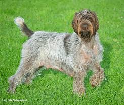 Find a wirehaired pointing griffon puppy from reputable breeders near you and nationwide. Wirehaired Pointing Griffons Chapel View Farm Stable