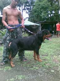 Gibs rottweiler home has beautiful male and female babies, 12 weeks old for sale. Free German Rottweiler Puppies Petsidi