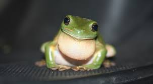 Why Frogs Make Good Pets - Petful