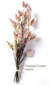 Flowers For Drying Dried Flower Arrangements Celosia Flower Flower Farm