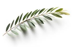 Shalom Peace In Hebrew My Jewish Learning Olive Branch Tattoo Olive Tattoo Olive Branch