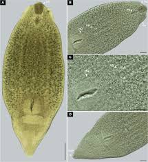 Image result for Dignathia