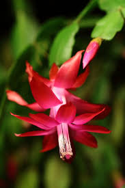 You can probably guess by their names when these thanksgiving cacti are often sold as christmas cacti, and these two holiday plants look very similar. December Christmas Thanksgiving Easter Cactus Schlumbergera Species Santa Fe Botanical Garden