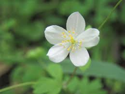 Image result for Isopyrum nipponicum