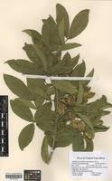 Image result for Combretum apiculatum