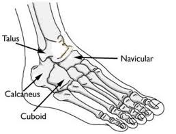 The talus bone supports the leg bones (tibia and fibula), forming the ankle. Vertical Talus Orthoinfo Aaos