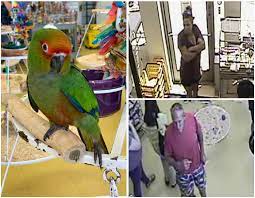 Exotic bird pet store near me. Woman Caught On Video Stealing Baby Parakeet From Brea Pet Store Cbs Los Angeles