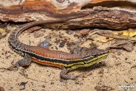 Image result for Kedrostis capensis