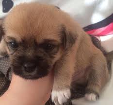 We did not find results for: 9 Week Shih Tzu Chi Mix Puppy For Sale In Auburn Washington Classified Americanlisted Com