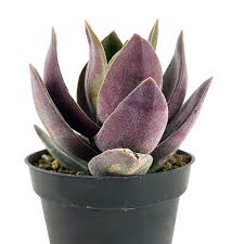 Image result for Crassula alba