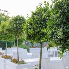 Image result for bay leaf bush foto