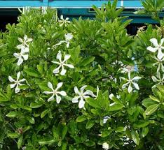 Image result for Gardenia cornuta