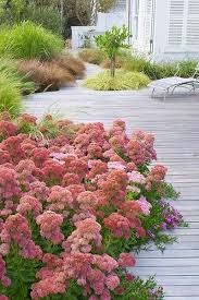 Autumn Joy Sedum Dreaming Gardens Grasses Garden Modern Garden Landscape Design