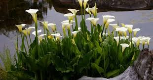 And My Favorite Of Course Calla Lilies White Lilie Garten Lilien Blumen Pflanzen