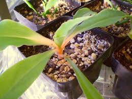 Image result for Chlorophytum filipendulum
