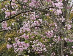 Image result for Rhaptopetalum roseum