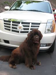 Pin On Pets Love Cadillacs