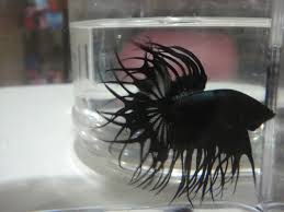 As with most bettas, king betta females are smaller and less colorful than the males. Betta King Crowntail Posts Facebook