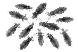 That being said, there is a. Head Lice Symptoms Treatment And Prevention Live Science