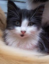 Please note, these cats are from rescues and shelters nationwide and are not available through the aspca. Free Baby Cats Stock Photo Freeimages Com