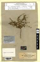 Image result for Crotalaria spinosa