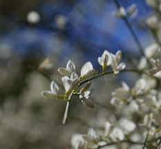 Image result for Retama monosperma