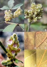 Image result for Flemingia grahamiana