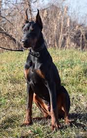 Protection Dogs Worldwide Uk Are Trainers Of German Shepherds Dobermans Rottweilers And Othe Personal Protection Dog Family Protection Dogs German Dog Breeds