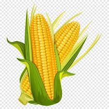 Jagung Jagung Kartun Jagung Png Pngegg