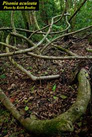 Image result for Pisonia aculeata