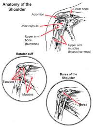 Related online courses on physioplus. Common Shoulder Injuries Carolina Hand Sports Medicine