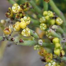 Image result for Cassytha pondoensis