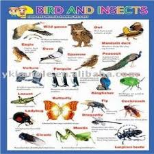 3d Wall Chart Bird And Insects Global Sources
