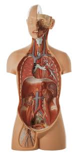 The human body has four limbs (two arms and two legs), a head and a neck which connect to the torso. Male Torso With Head Torsos Of An Adult Figures Torsos General Anatomy Anatomical Somso Models Cla Coburger Lehrmittelanstalt