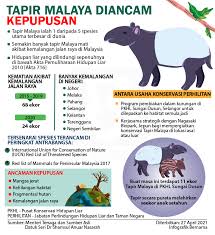 Spesies kayu di malaysia yang diwartakan sebagai terancam oleh famili spesies cites catatan anacardiaceae mangifera macrocarpa apocynaceae kepupusan spesies di malaysia balanocarpus heimii (cengal) adalah spesies yang lambat pertumbuhannya dan menghasilkan kayu yang baik. Yusri Yusrihashim88 Twitter