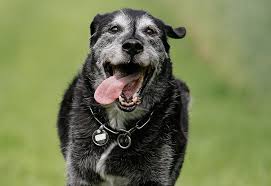 The Rules Of The Game How To Keep Your Senior Dog Safe During Playtime Senior Dog Dog Safe Dogs