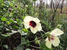 Image result for Hibiscus diversifolius
