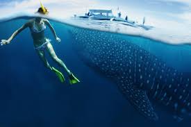 What It's Like to Swim With Whale Sharks - AFAR