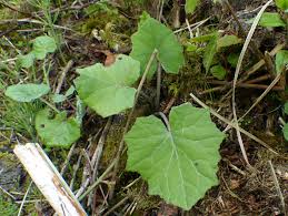 Coltsfoot is commonly made into a tea, using the leaves or flowers of the plant. Tussilago Farfara The Coltsfoot Easy Wildflowers