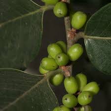 Image result for Bridelia atroviridis