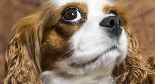 He has a great personality and loves to play. Cavalier King Charles Spaniel Dog Breed Information Center
