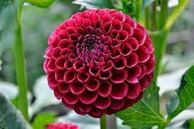 Pin On Flowering Garden