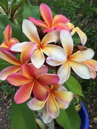 My Gorgeous Fruit Salad Frangipani Is Flowering At Last Plumeria Flowers Wonderful Flowers Pretty Flowers