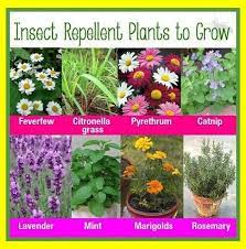 At the point when transitioning your plants from outside to inside, verify that there are next to no hints of open air cultivating soil. Best Mosquito Repelling Plants At Your Home Natural Bug Repellent For Garden Organic Gardening Pes Insect Repellent Plants Mosquito Repelling Plants Plants
