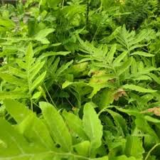 Image result for Vernonia muelleri
