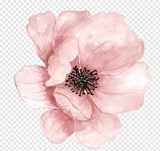 Flower Watercolor Painting Pink Hand Painted Flowers Pink Flower Free Png In 2020 Flower Png Images Free Watercolor Flowers Watercolor Flowers Paintings
